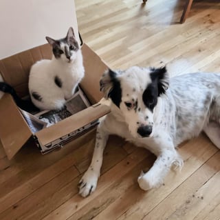 Illustration de l'article : Abandonné dans un parc, ce chat de 12 ans est sauvé par des voisins au grand cœur