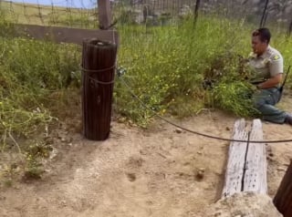 Illustration de l'article : Jeté sans pitié d’une voiture en pleine nature, un chat trouve une aide providentielle d'une randonneuse témoin de la scène (vidéo)