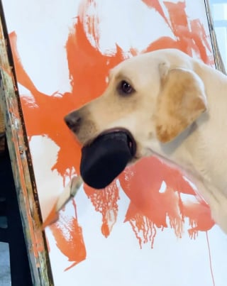Illustration de l'article : Doté d’un talent hors du commun, ce Labrador de sauvetage peint de magnifiques toiles au profit d’associations de protection des animaux (vidéo)