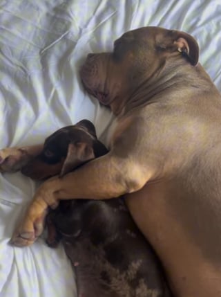 Illustration de l'article : Un American Bully reste aux côtés de sa meilleure amie Teckel qui est sur le point d’accoucher (vidéo) 