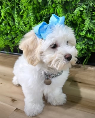 Illustration de l'article : En plein deuil après la perte de son bébé, elle reçoit la visite inattendue et réconfortante de sa chienne dans sa chambre d'hôpital (vidéo)