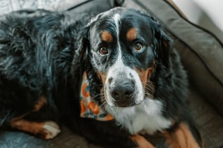 Illustration de l'article : Elle adopte un chien abandonné, un an plus tard l’ancienne famille refait surface et veut le récupérer