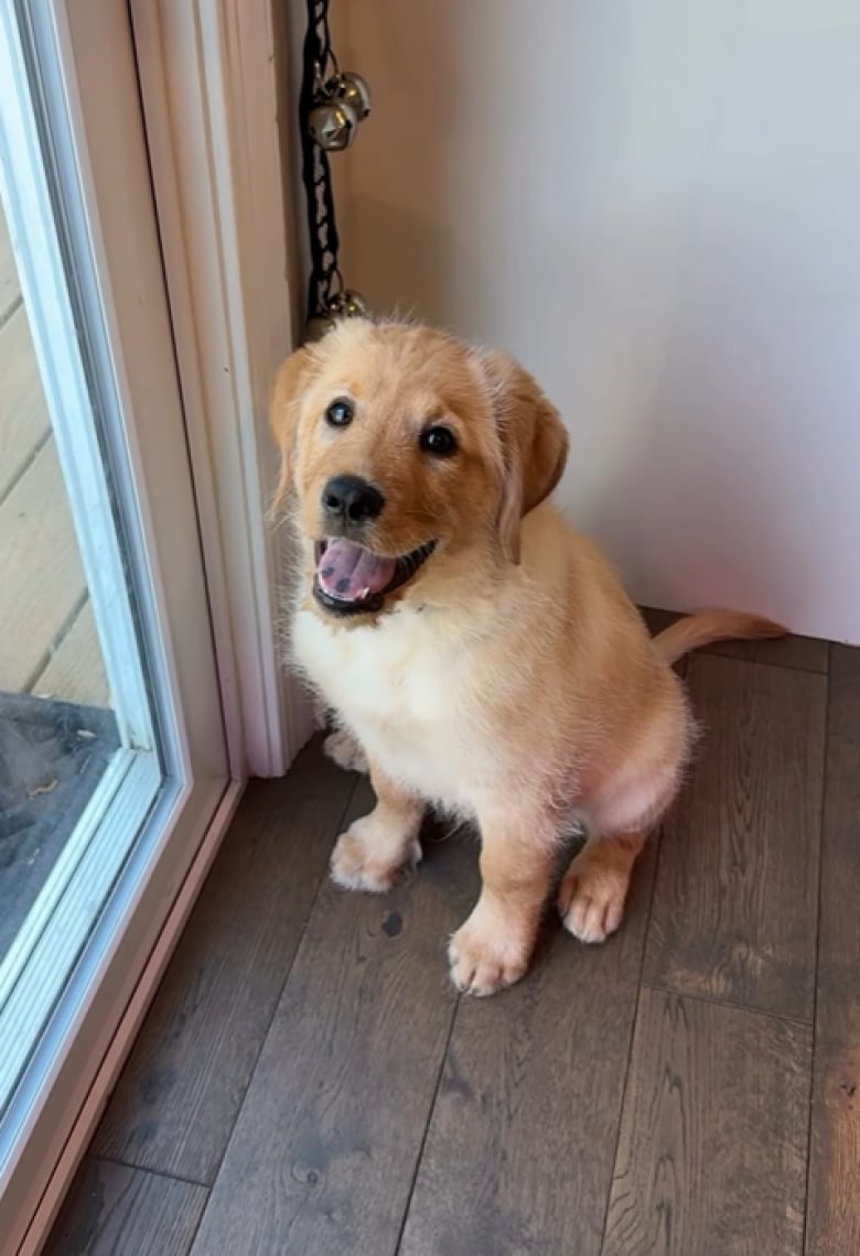 Illustration de l'article : Ce chiot pense qu’il est un chat, mais n’a pas encore les mêmes réflexes que son ami félin (vidéo)