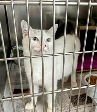 Illustration de l'article : Faute de place, un refuge ne peut accueillir les 12 chats d’une femme, mais découvre ce qu’elle a fait la semaine suivante