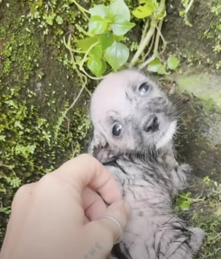 Illustration de l'article : Abandonnée sous la pluie, une petite chienne grelottante trouve des bras réconfortants et renoue avec l'amour maternel