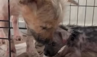 Illustration de l'article : Abandonnée sous la pluie, une petite chienne grelottante trouve des bras réconfortants et renoue avec l'amour maternel