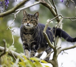 Illustration de l'article : Un chat détecte la grossesse de sa propriétaire, puis son cancer quelque temps plus tard 