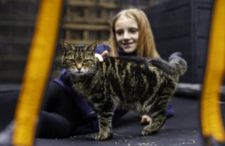 Illustration de l'article : Un chat détecte la grossesse de sa propriétaire, puis son cancer quelque temps plus tard 