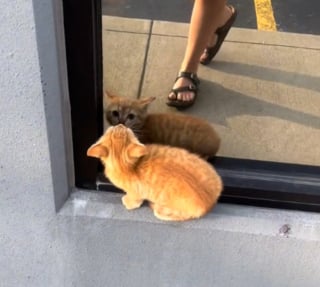 Illustration de l'article : En s'approchant d'un chaton errant assis seul sur le rebord d'une fenêtre, elle comprend qu'elle ne peut repartir sans lui (vidéo)