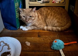 Illustration de l'article : Un chat resté seul pendant 8 mois après le décès de son propriétaire retrouve enfin une vie de famille (vidéo)