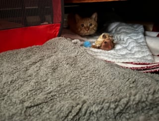 Illustration de l'article : Un chat resté seul pendant 8 mois après le décès de son propriétaire retrouve enfin une vie de famille (vidéo)