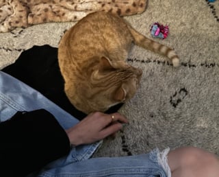 Illustration de l'article : Un chat resté seul pendant 8 mois après le décès de son propriétaire retrouve enfin une vie de famille (vidéo)
