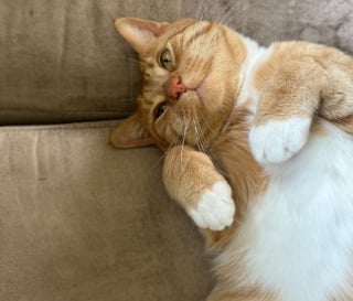 Illustration de l'article : Un chat resté seul pendant 8 mois après le décès de son propriétaire retrouve enfin une vie de famille (vidéo)