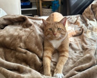 Illustration de l'article : Un chat resté seul pendant 8 mois après le décès de son propriétaire retrouve enfin une vie de famille (vidéo)