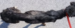Illustration de l'article : Une association irlandaise fait tout pour offrir une seconde chance à cette chienne retrouvée émaciée et épuisée au bord d’une route 