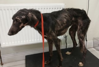 Illustration de l'article : Une association irlandaise fait tout pour offrir une seconde chance à cette chienne retrouvée émaciée et épuisée au bord d’une route 