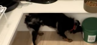 Illustration de l'article : Une association irlandaise fait tout pour offrir une seconde chance à cette chienne retrouvée émaciée et épuisée au bord d’une route 