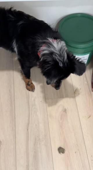 Illustration de l'article : Une propriétaire découvre que ses 3 chiens ont agi dans son dos en ramenant une grenouille dans la maison (vidéo)