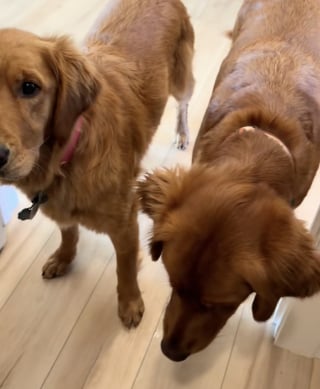 Illustration de l'article : Une propriétaire découvre que ses 3 chiens ont agi dans son dos en ramenant une grenouille dans la maison (vidéo)