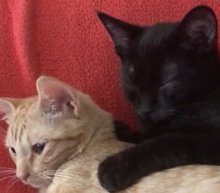 Illustration de l'article : La vidéo déchirante d’un chat serrant une peluche entre ses pattes en souvenir de son frère félin adoré