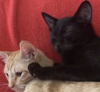 Illustration de l'article : La vidéo déchirante d’un chat serrant une peluche entre ses pattes en souvenir de son frère félin adoré