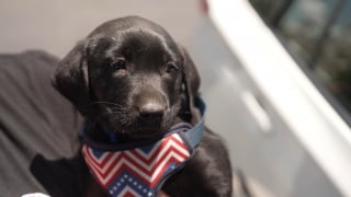 Illustration de l'article : Les larmes de joie d'un vétéran malade rencontrant son futur chien d'assistance après que le précédent lui a été repris