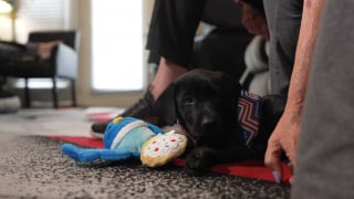 Illustration de l'article : Les larmes de joie d'un vétéran malade rencontrant son futur chien d'assistance après que le précédent lui a été repris