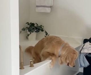Illustration de l'article : Coincé dans une baignoire, ce Golden Retriever se retrouve dans une situation digne d'une scène de comédie (vidéo)