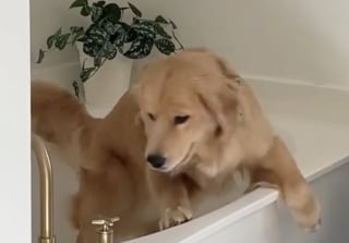 Illustration de l'article : Coincé dans une baignoire, ce Golden Retriever se retrouve dans une situation digne d'une scène de comédie (vidéo)