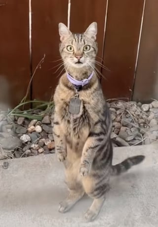 Illustration de l'article : Ce chat hurle à pleins poumons devant la fenêtre d’une inconnue qui tente de lui expliquer qu’il se trompe d’interlocutrice (vidéo)
