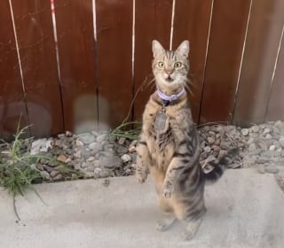 Illustration de l'article : Ce chat hurle à pleins poumons devant la fenêtre d’une inconnue qui tente de lui expliquer qu’il se trompe d’interlocutrice (vidéo)