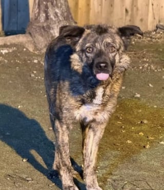 Illustration de l'article : Rescapé d’un refuge roumain, ce chien pétrifié par la peur découvre enfin la douceur d’un geste humain