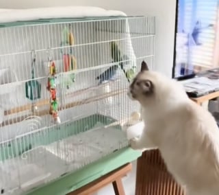 Illustration de l'article : Un chat gratte désespérément à la porte de sa voisine pour aller rendre visite à ses amis oiseaux (vidéo)