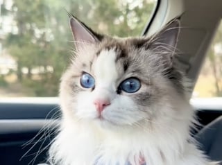 Illustration de l'article : Un chat gratte désespérément à la porte de sa voisine pour aller rendre visite à ses amis oiseaux (vidéo)