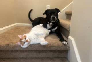 Illustration de l'article : Ce chien est fou de joie lorsqu’il est enfin autorisé à rencontrer les nouveaux chatons de la maison (vidéo) 