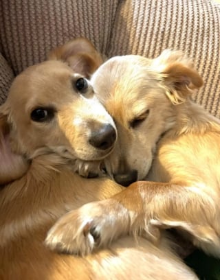 Illustration de l'article : Endeuillée par le décès de son chien, elle hésitait à en adopter un autre, mais rentre avec 2 boules de poils après une discussion au refuge