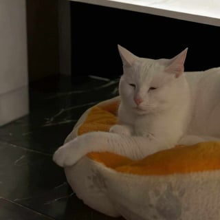 Illustration de l'article : Après sa disparition mystérieuse, une chatte volée refait surface 3 ans plus tard et 1 200 kilomètres plus loin 