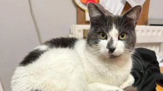 Illustration de l'article : Partie pour une balade, cette chatte finit à 640 km de chez elle après être montée dans le van d’un inconnu