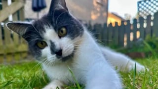 Illustration de l'article : Partie pour une balade, cette chatte finit à 640 km de chez elle après être montée dans le van d’un inconnu