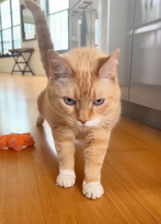 Illustration de l'article : Une gardienne de chats parvient à trouver le secret pour approcher un félin craintif (vidéo) 