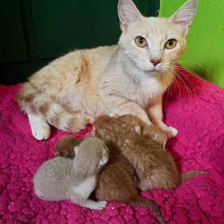 Illustration de l'article : Déterminée à protéger ses futurs chatons contre les dangers de la rue, une chatte errante choisit une maison en particulier pour mettre bas