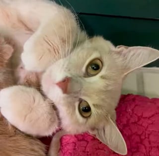 Illustration de l'article : Déterminée à protéger ses futurs chatons contre les dangers de la rue, une chatte errante choisit une maison en particulier pour mettre bas