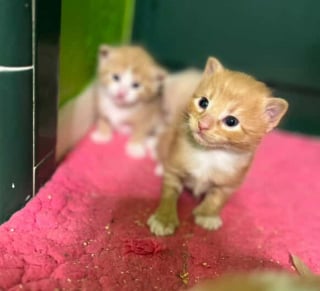 Illustration de l'article : Déterminée à protéger ses futurs chatons contre les dangers de la rue, une chatte errante choisit une maison en particulier pour mettre bas