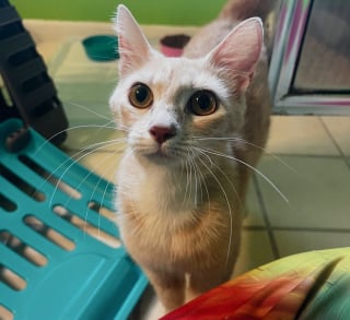 Illustration de l'article : Déterminée à protéger ses futurs chatons contre les dangers de la rue, une chatte errante choisit une maison en particulier pour mettre bas