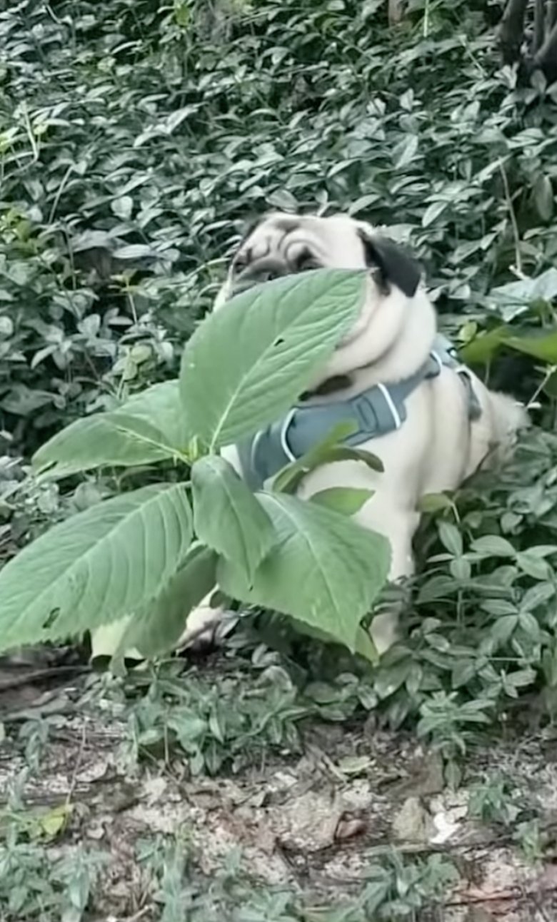 Illustration de l'article : Ce Carlin refuse de quitter le parc et se lance dans une partie de cache-cache pas très réussie pour échapper à sa propriétaire (vidéo)