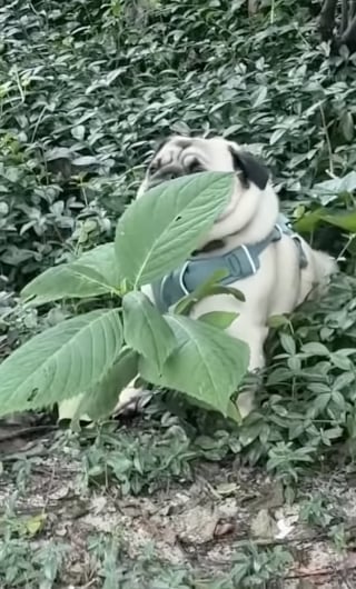 Illustration de l'article : Bien décidé à ne pas quitter le parc, ce Carlin n'écoute pas sa propriétaire et essaye de se cacher derrière une plante (vidéo)