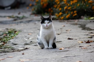 Illustration de l'article : Une femme croyait ne plus jamais revoir son chat qui a pourtant refait surface après 8 ans d'absence