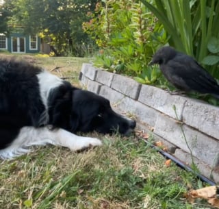Illustration de l'article : Ce jeune corbeau ne quitte plus le Border Collie qu’il prend pour sa mère et avec lequel une belle amitié prend forme (vidéo)