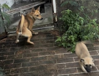 Illustration de l'article : Lors d’un sauvetage, un chien mâle bouleversé poursuit les sauveteurs dans l’espoir de ne pas être séparé de ses chiots (vidéo)