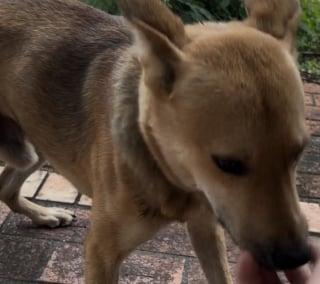 Illustration de l'article : Lors d’un sauvetage, un chien mâle bouleversé poursuit les sauveteurs dans l’espoir de ne pas être séparé de ses chiots (vidéo)